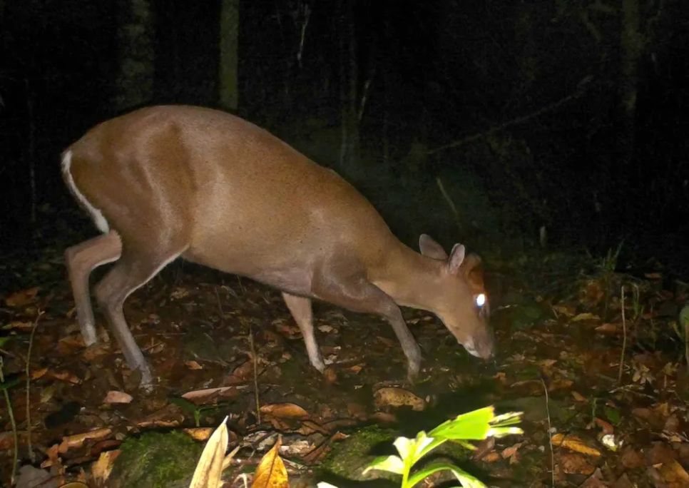 Lạc vào Vườn Di sản ASEAN Bạch Mã Lạc vào Vườn Di sản ASEAN Bạch Mã
