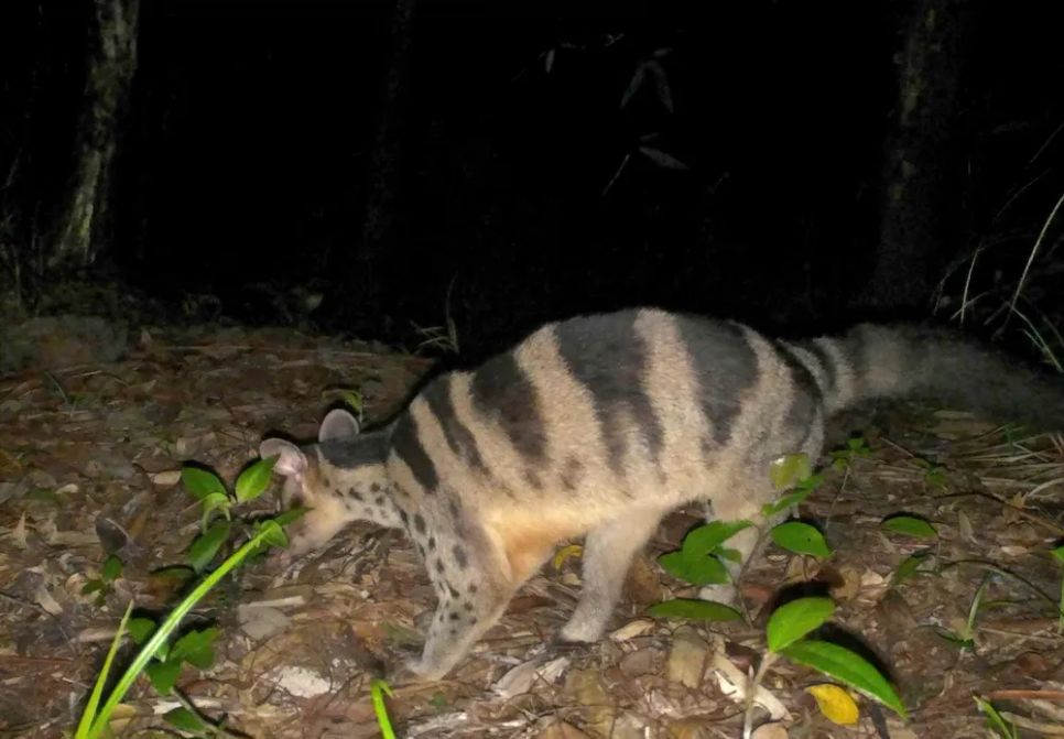 Lạc vào Vườn Di sản ASEAN Bạch Mã Lạc vào Vườn Di sản ASEAN Bạch Mã