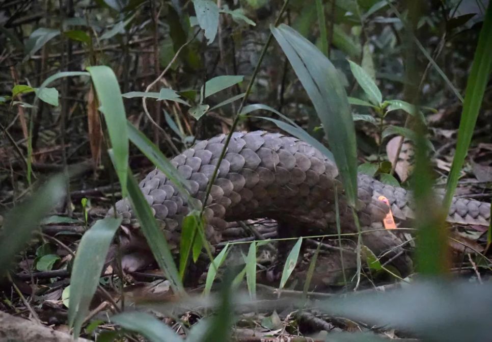 Lạc vào Vườn Di sản ASEAN Bạch Mã Lạc vào Vườn Di sản ASEAN Bạch Mã
