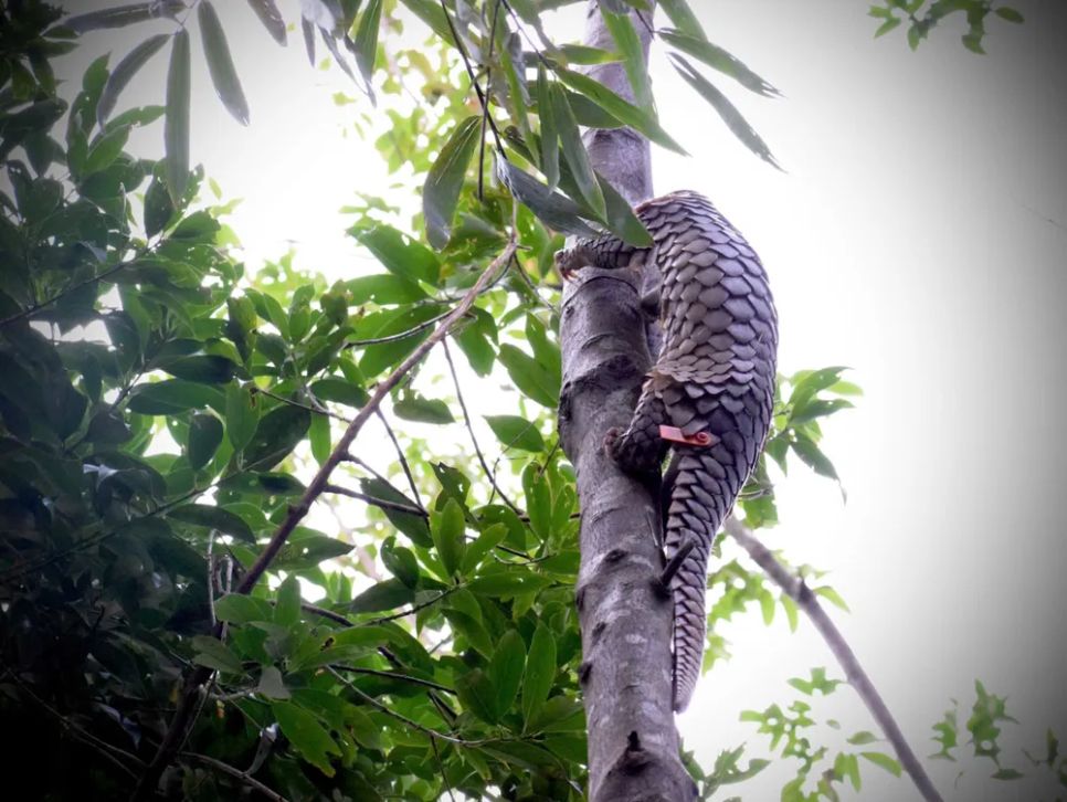 Lạc vào Vườn Di sản ASEAN Bạch Mã Lạc vào Vườn Di sản ASEAN Bạch Mã