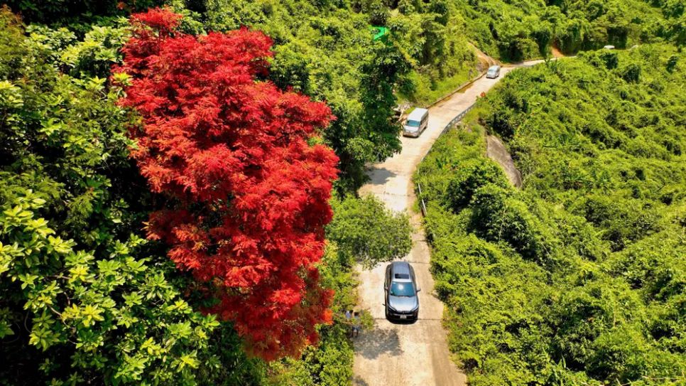 Lạc vào Vườn Di sản ASEAN Bạch Mã Lạc vào Vườn Di sản ASEAN Bạch Mã