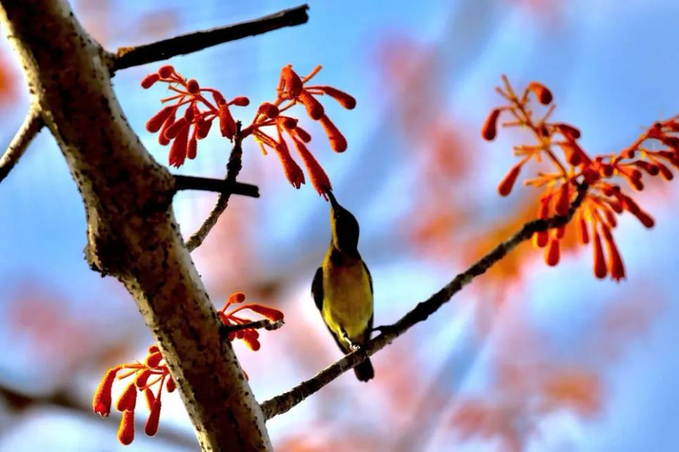 Lạc vào Vườn Di sản ASEAN Bạch Mã Lạc vào Vườn Di sản ASEAN Bạch Mã