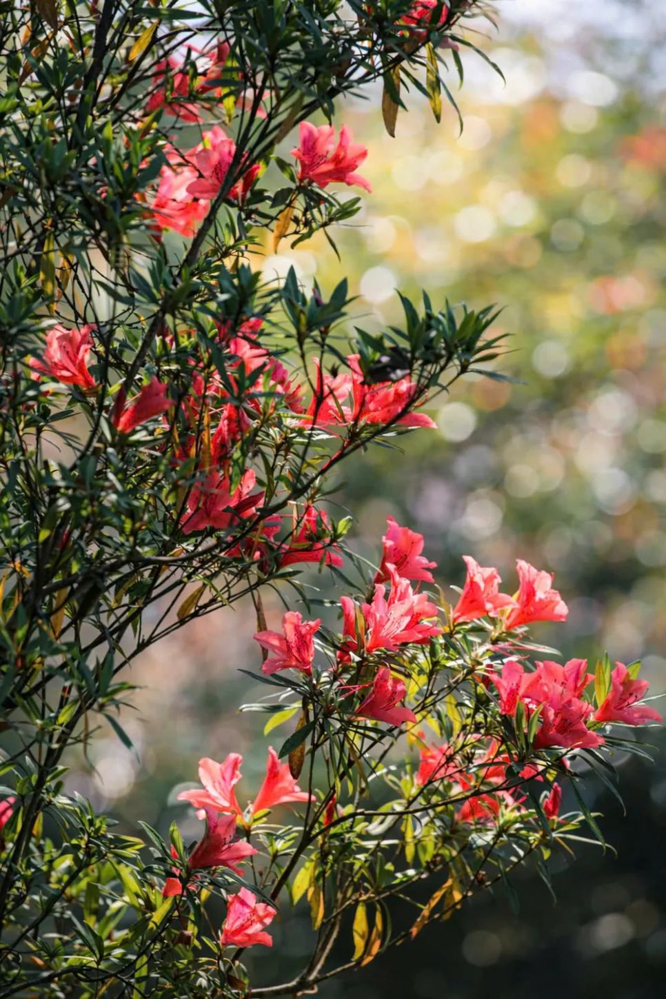 Lạc vào Vườn Di sản ASEAN Bạch Mã Lạc vào Vườn Di sản ASEAN Bạch Mã