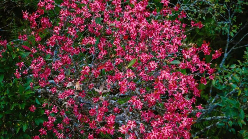 Lạc vào Vườn Di sản ASEAN Bạch Mã Lạc vào Vườn Di sản ASEAN Bạch Mã