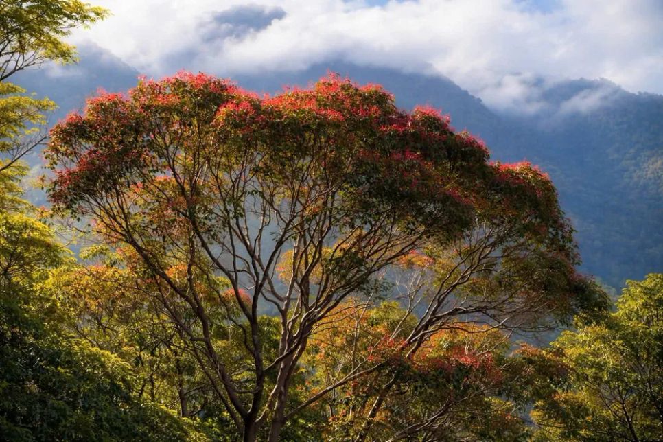 Lạc vào Vườn Di sản ASEAN Bạch Mã Lạc vào Vườn Di sản ASEAN Bạch Mã