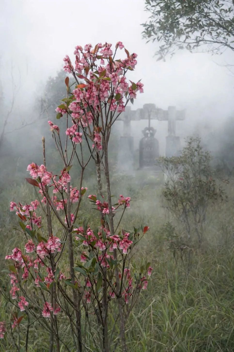 Lạc vào Vườn Di sản ASEAN Bạch Mã Lạc vào Vườn Di sản ASEAN Bạch Mã