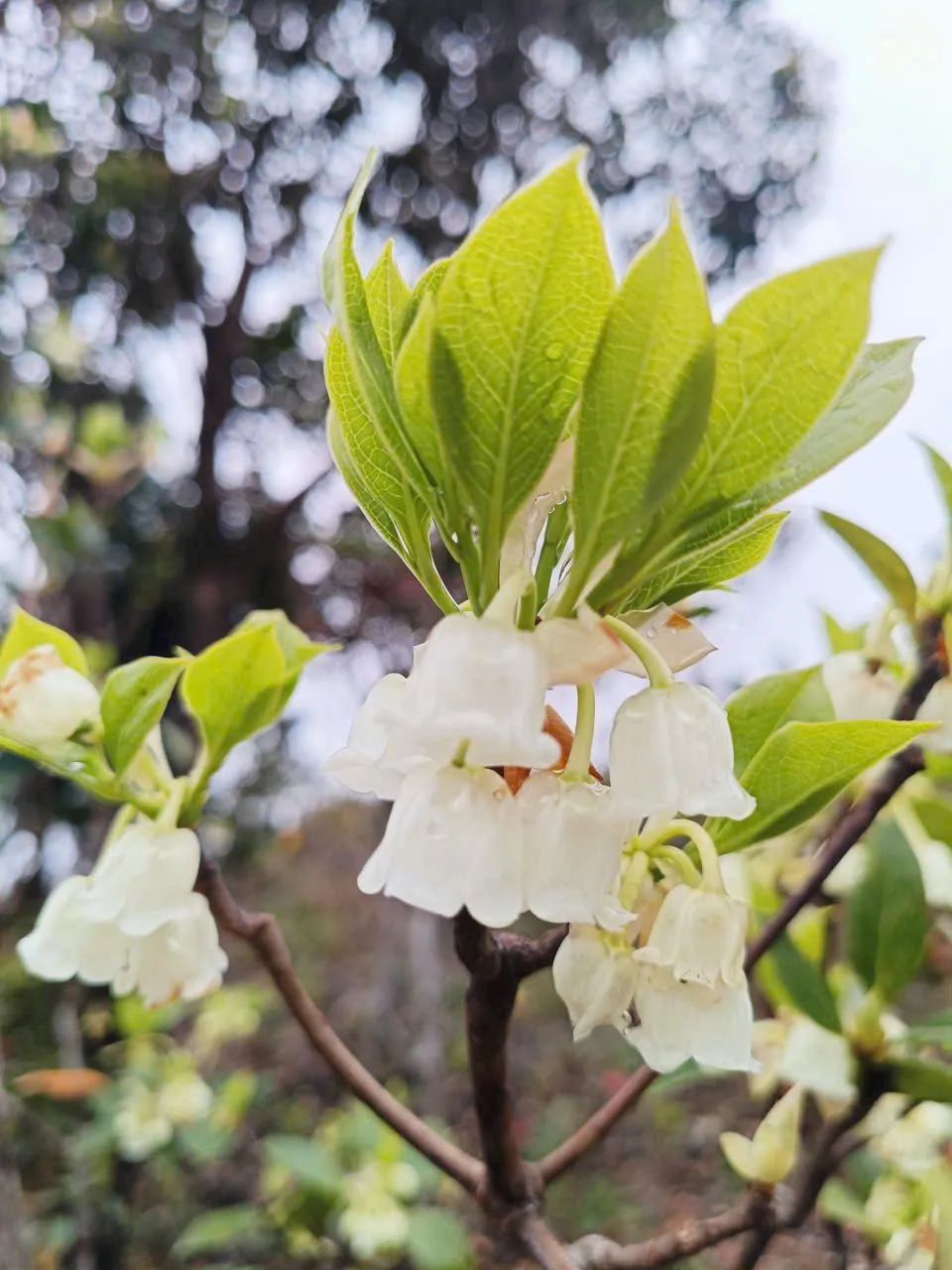 Lạc vào Vườn Di sản ASEAN Bạch Mã Lạc vào Vườn Di sản ASEAN Bạch Mã