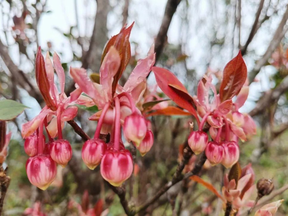 Lạc vào Vườn Di sản ASEAN Bạch Mã Lạc vào Vườn Di sản ASEAN Bạch Mã