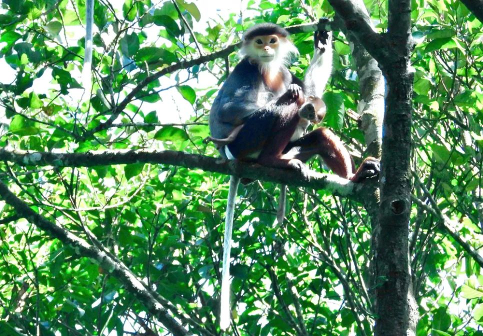 Lạc vào Vườn Di sản ASEAN Bạch Mã Lạc vào Vườn Di sản ASEAN Bạch Mã