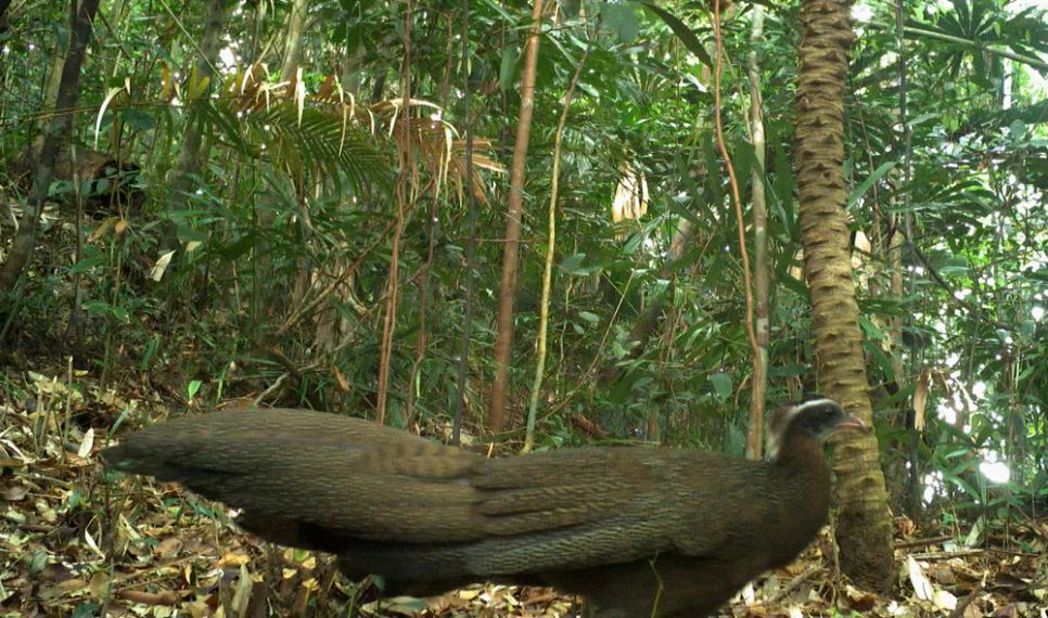 Lạc vào Vườn Di sản ASEAN Bạch Mã Lạc vào Vườn Di sản ASEAN Bạch Mã