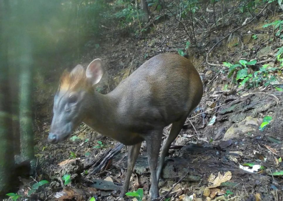 Lạc vào Vườn Di sản ASEAN Bạch Mã Lạc vào Vườn Di sản ASEAN Bạch Mã