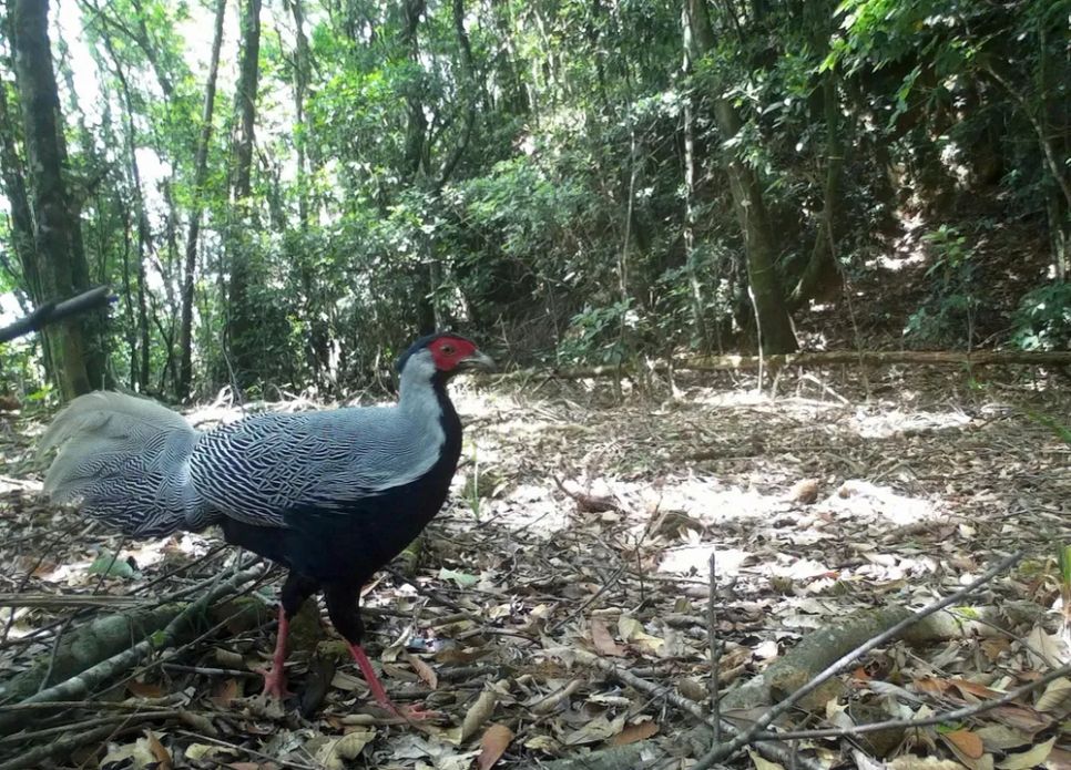 Lạc vào Vườn Di sản ASEAN Bạch Mã Lạc vào Vườn Di sản ASEAN Bạch Mã