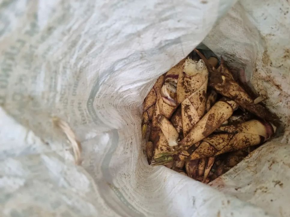 Mùa hái lộc rừng