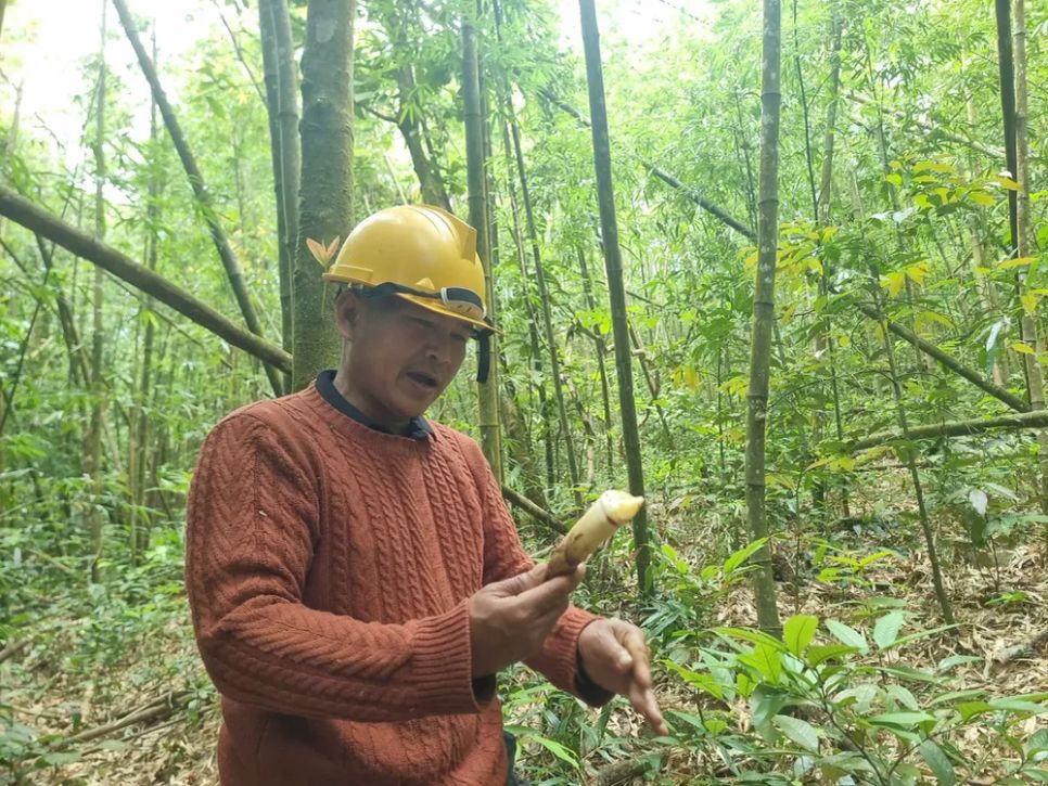 Mùa hái lộc rừng