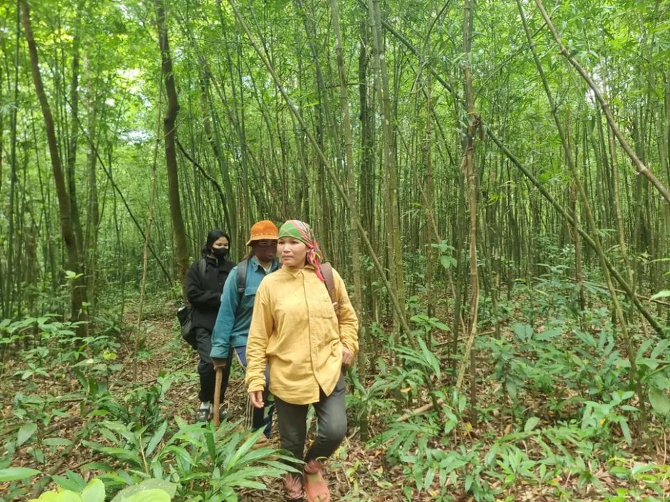 Mùa hái lộc rừng