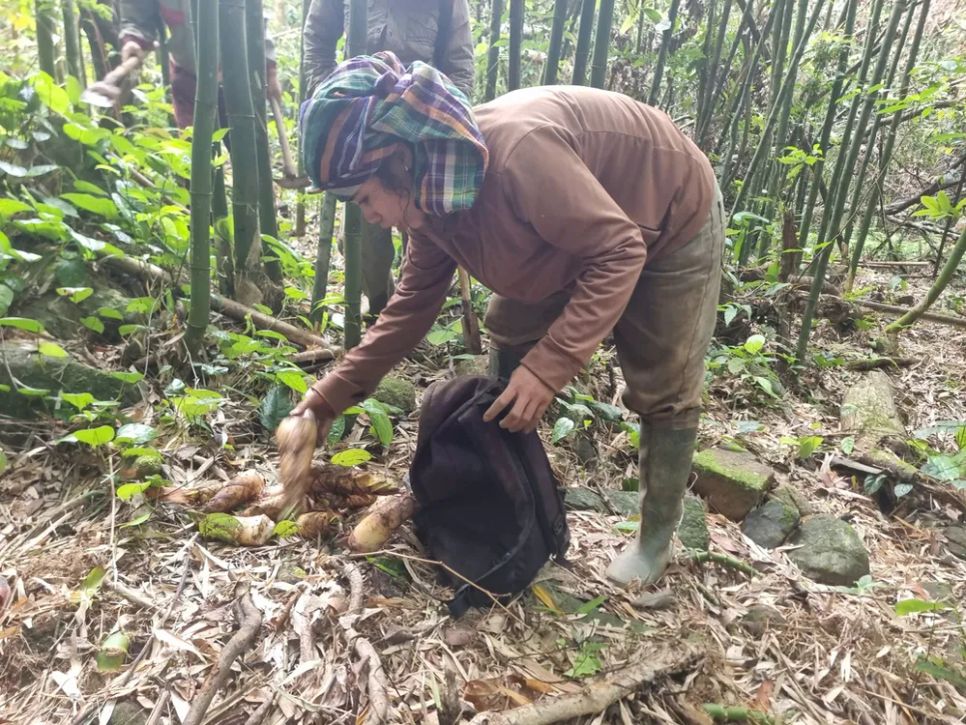 Mùa hái lộc rừng