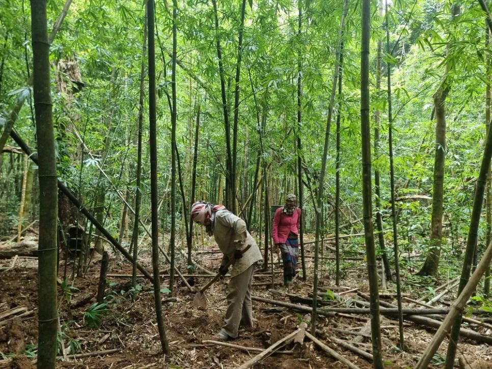 Mùa hái lộc rừng
