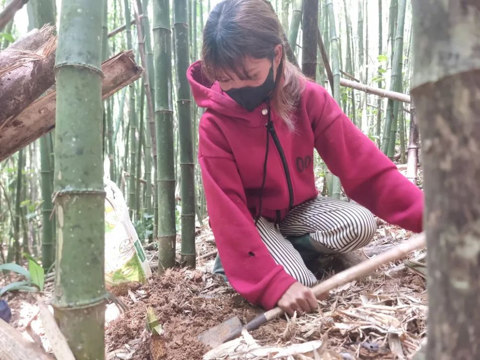 Mùa hái lộc rừng