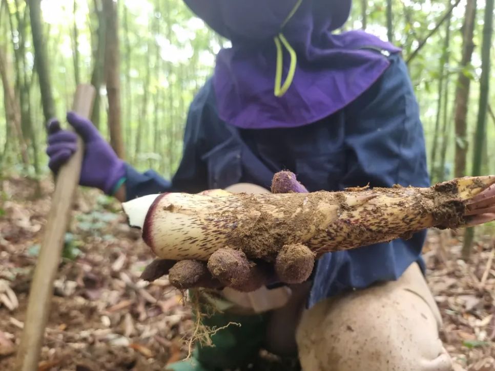 Mùa hái lộc rừng