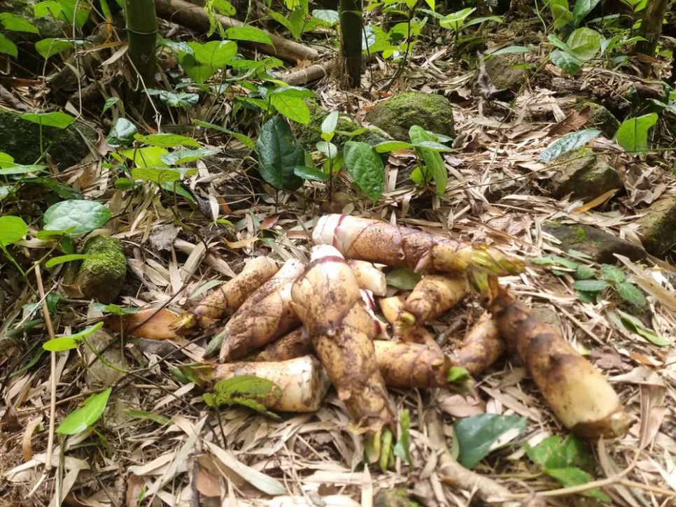 Mùa hái lộc rừng