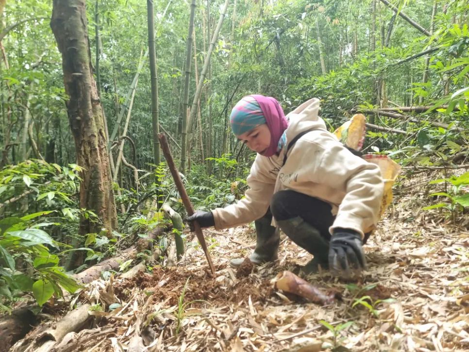 Phụ nữ Vân Kiều tìm, đào măng vầu