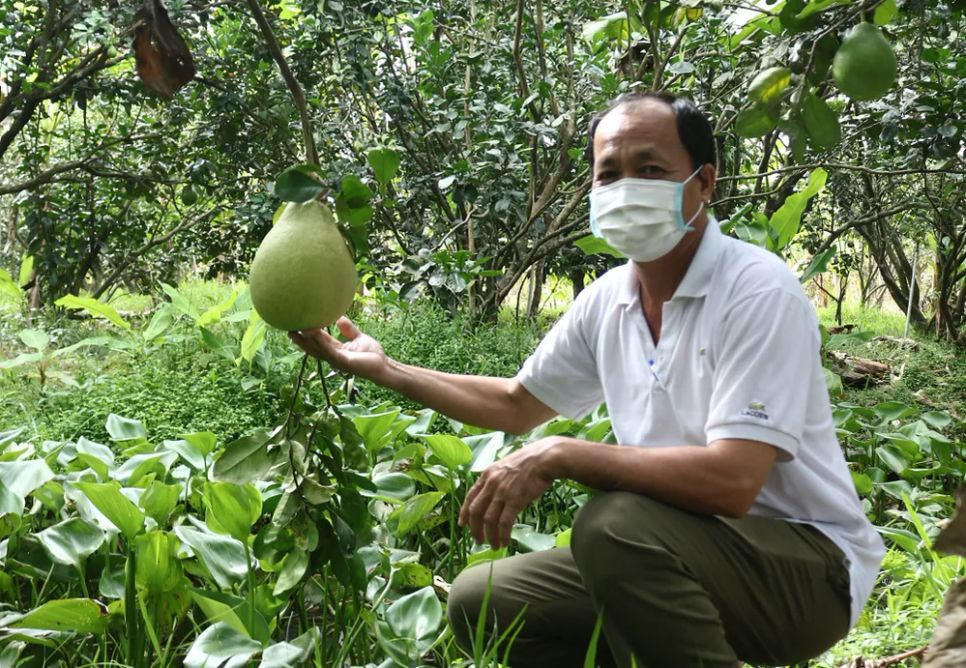 <i>Đồng Tháp là một trong những địa phương có diện tích trồng bưởi lớn tại Đồng bằng sông Cửu Long. Ảnh: Bùi Nguyên</i>