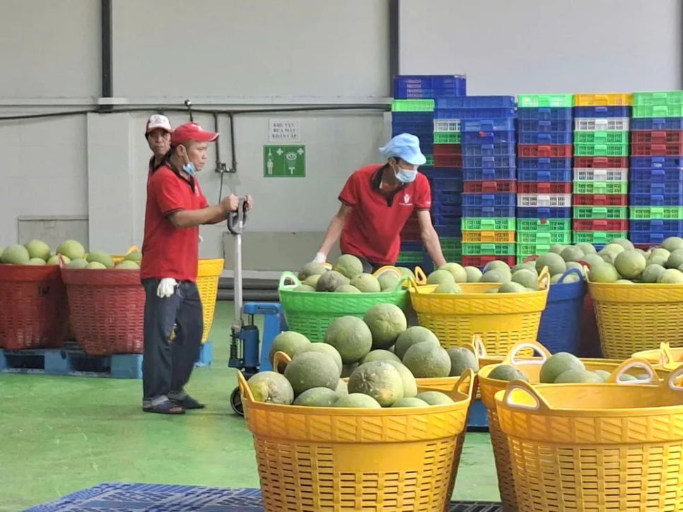 Bưởi da xanh thành phẩm của Vina T&T Group, được tuyển lựa để chuẩn bị xuất đi Úc