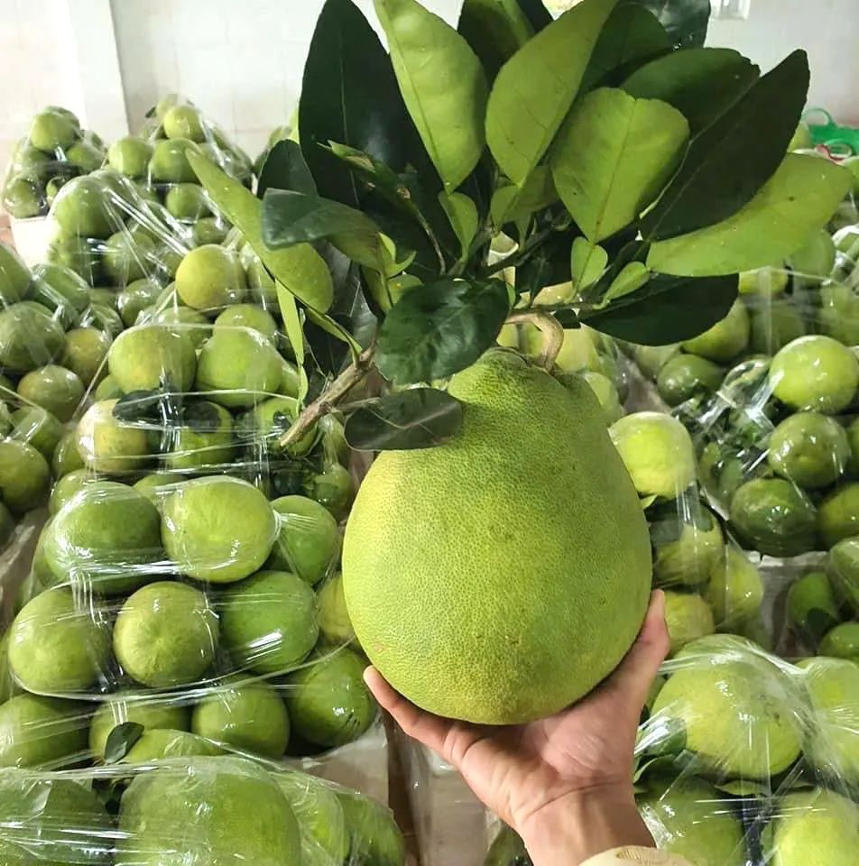 <p> Toàn tỉnh Đồng Tháp có khoảng 4.364ha bưởi </p>