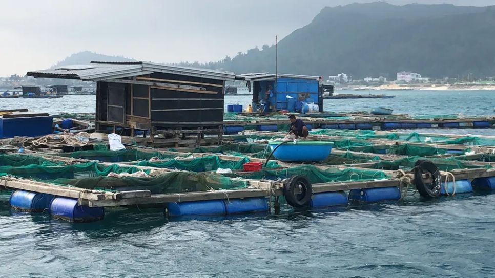 Nguyên nhân cá bớp chết hàng loạt tại đặc khu Lý Sơn: Mật độ vi khuẩn ở mức rất cao