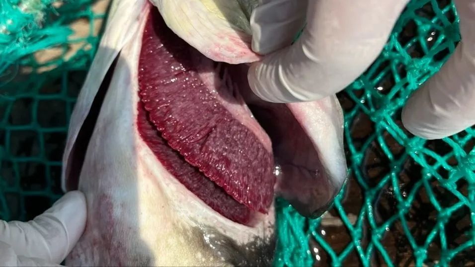 Nguyên nhân cá bớp chết hàng loạt tại đặc khu Lý Sơn