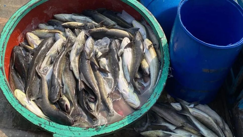 Nguyên nhân cá bớp chết hàng loạt tại đặc khu Lý Sơn