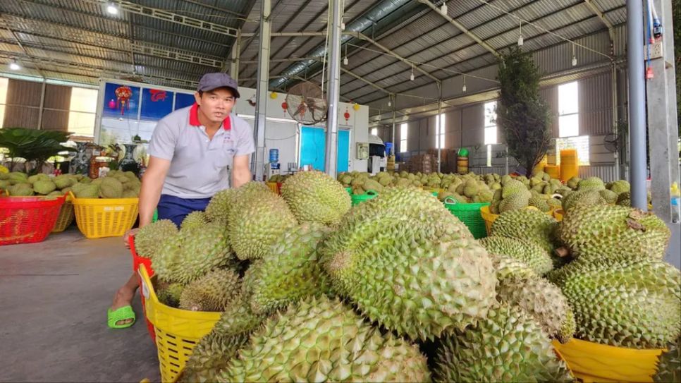 Một điểm thu mua sầu riêng phục vụ xuất khẩu tại xã Cái Bè, tỉnh Đồng Tháp