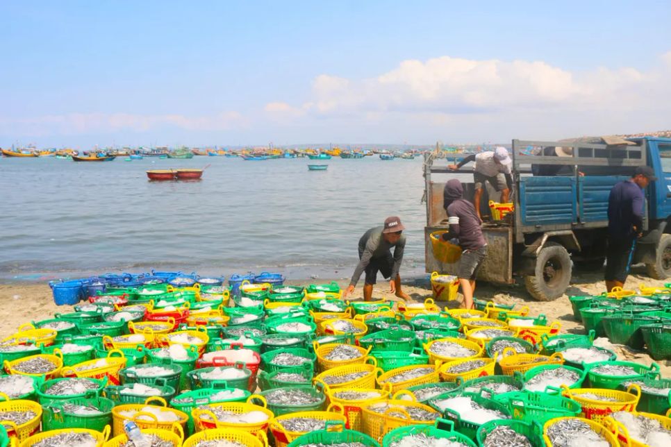 Cá cơm được bán theo từng sọt. Ảnh: TIẾN THẮNG