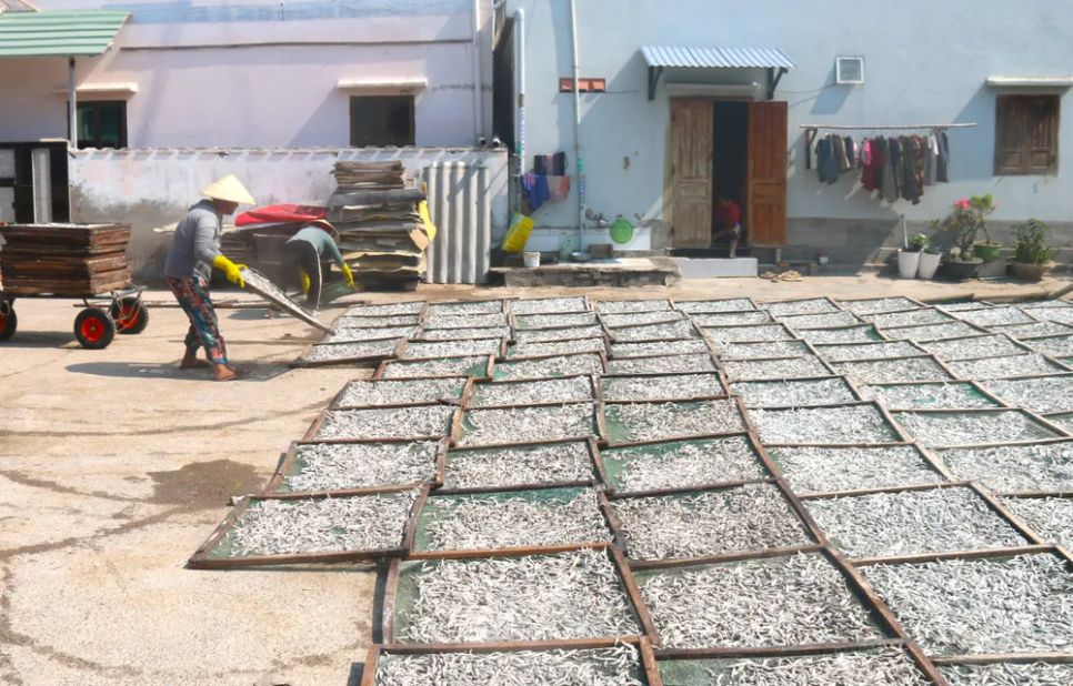 Cá cơm tươi được đưa đi ủ chượp làm nước mắm và làm cá hấp phơi khô đưa đi xuất khẩu. Ảnh: TIẾN THẮNG