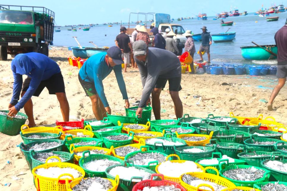 Hàng chục sọt cá cơm sọc than tươi rói được ngư dân đưa lên bờ. Ảnh: TIẾN THẮNG