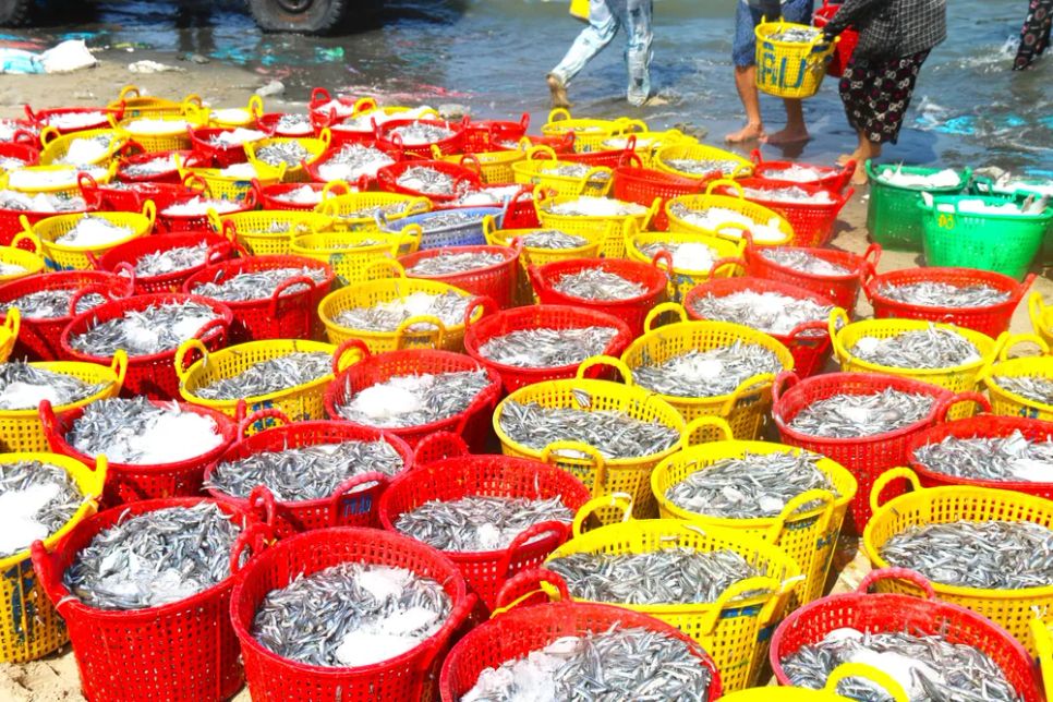 Ngư dân Mũi Né trúng đậm cá cơm sọc than. Ảnh: TIẾN THẮNG