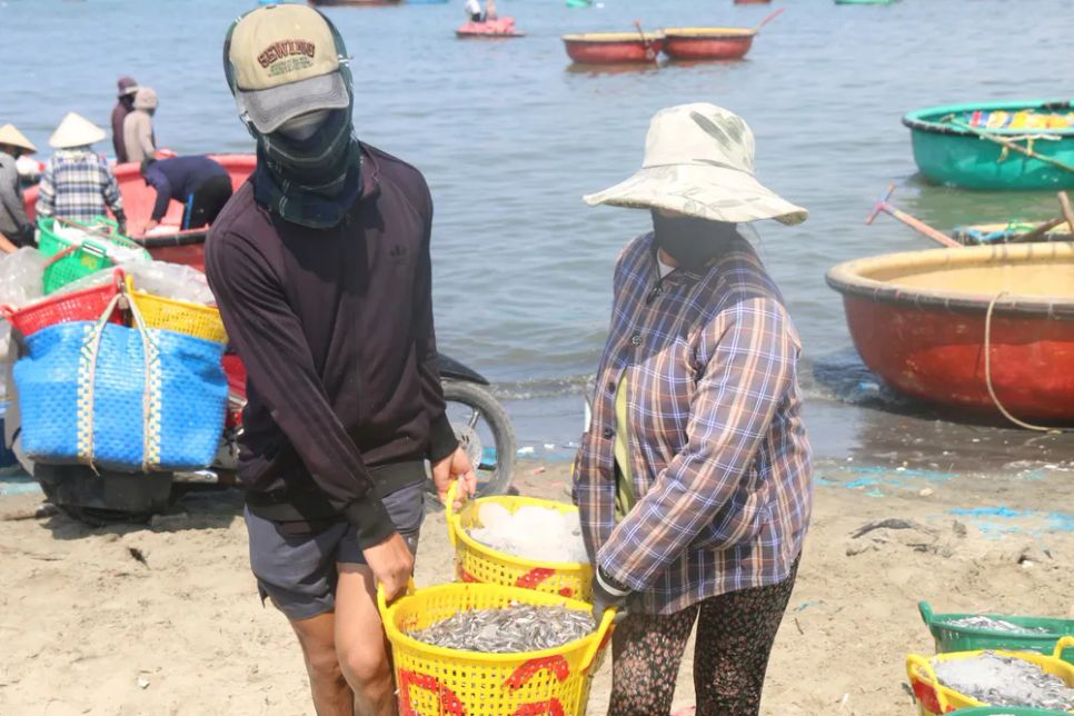 Những người phụ nữ và cả nam giới tham gia khiêng cá thuê. Ảnh: TIẾN THẮNG