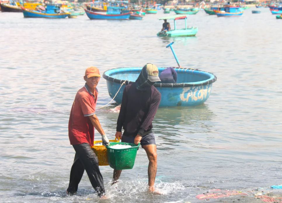 Niềm vui của ngư dân Mũi Né khi trúng cá cơm. Ảnh: TIẾN THẮNG