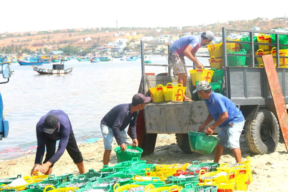 Thương lái nhanh chóng thu mua cá cơm đưa đi tiêu thụ. Ảnh: TIẾN THẮNG