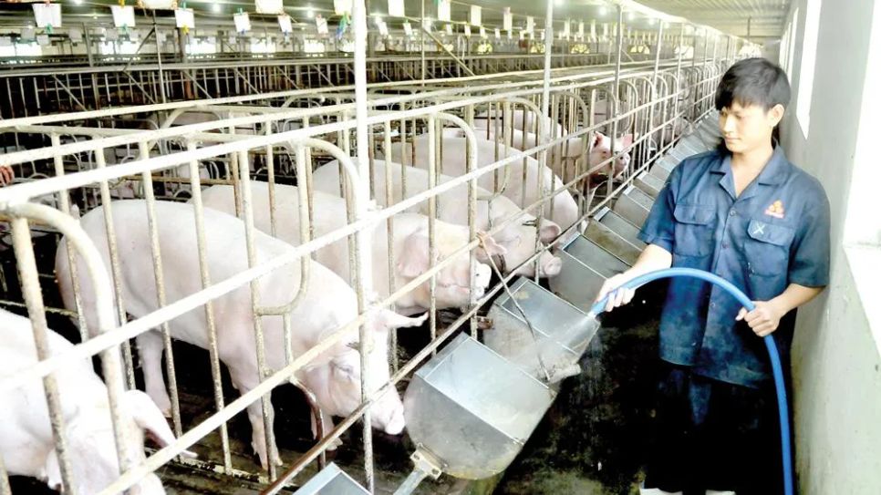 Ảnh minh họa Ảnh minh họa