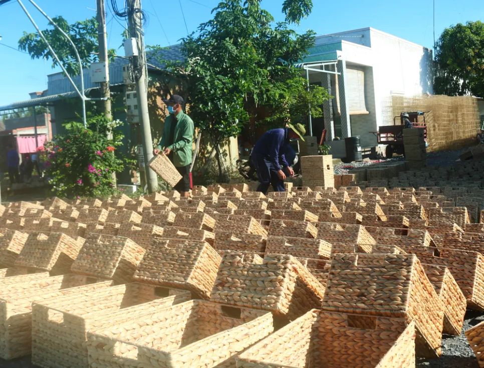 Lục bình khô được thu mua để đan các mặt hàng thủ công mỹ nghệ