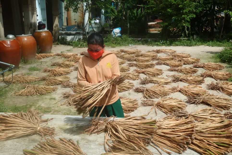 Người dân phơi lục bình