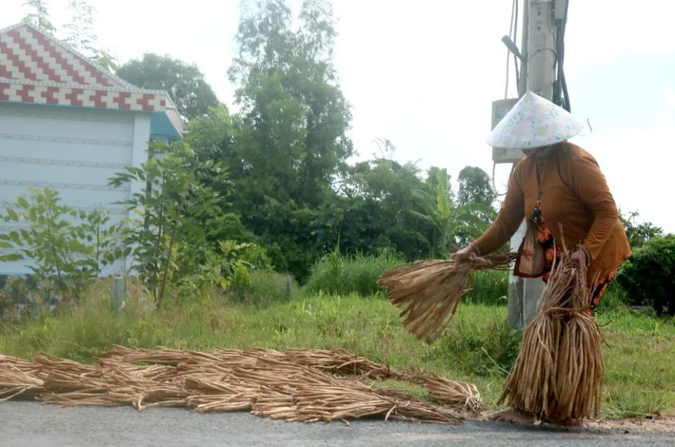 Người dân tận dụng thời tiết nắng nóng phơi lục bình