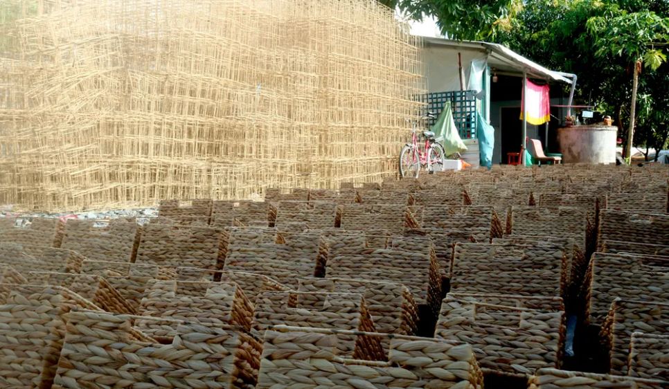 Vớt lục bình phơi khô, nông dân Đồng Tháp tăng thu nhập