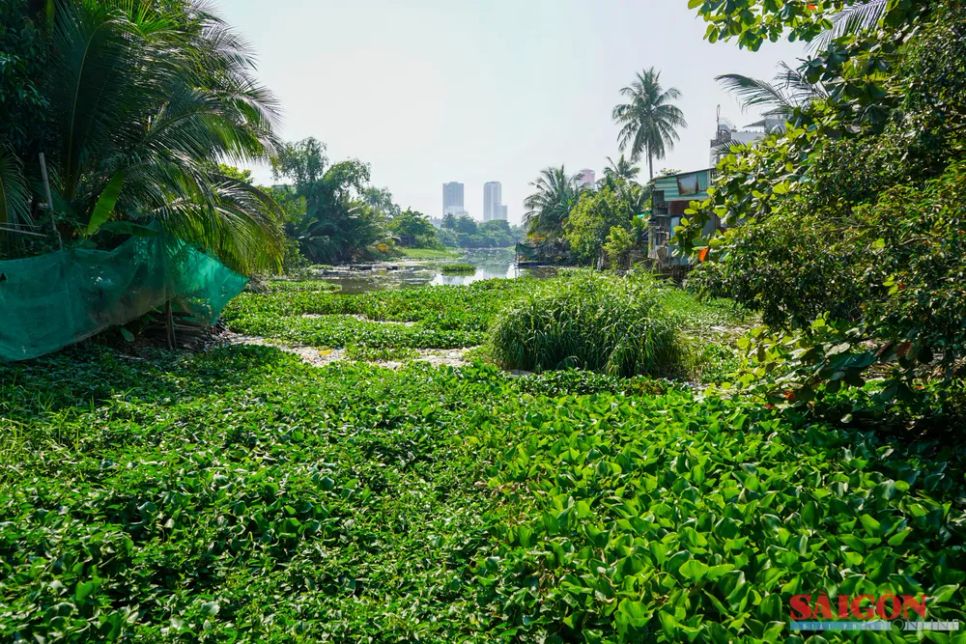 Lục bình phát triển dày đặc gây tắc nghẽn dòng chảy. Ảnh: HIẾU GIANG