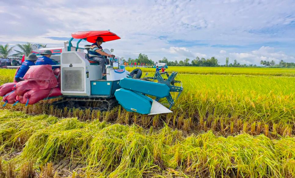 TP Cần Thơ dự kiến còn trên 650.000 tấn lúa Đông Xuân cần được tiêu thụ