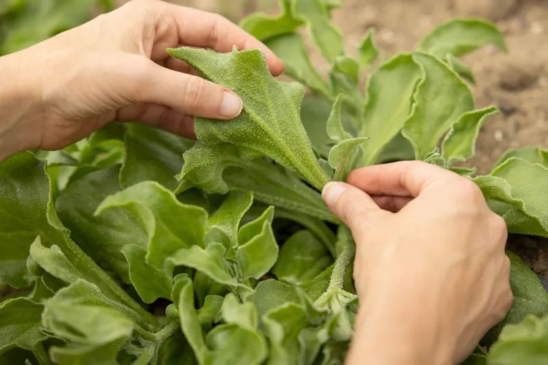 Trong giai đoạn đầu, hai bên sẽ tập trung nghiên cứu cây Giọt Băng