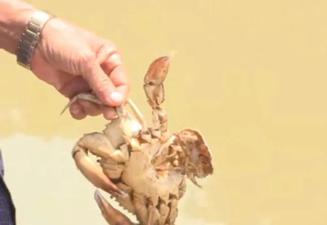 Vào cao điểm mùa khô, độ mặn trong nước tăng cao làm cua nuôi xen canh trong vuông tôm nhiều xã ven biển trên địa bàn tỉnh Cà Mau bị chết