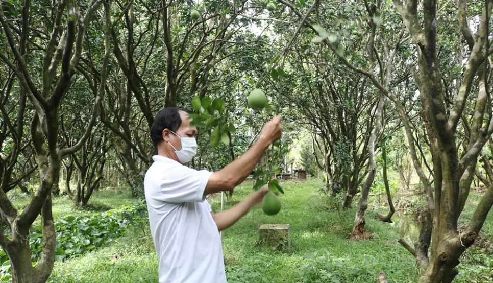 <i>Đồng Tháp là một trong những địa phương có diện tích trồng bưởi lớn tại ĐBSCL. Ảnh: Bùi Nguyên</i>