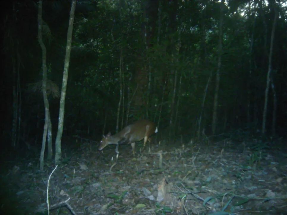 Một cá thể nai được phát hiện trong Vườn quốc gia Núi Chúa - Phước Bình